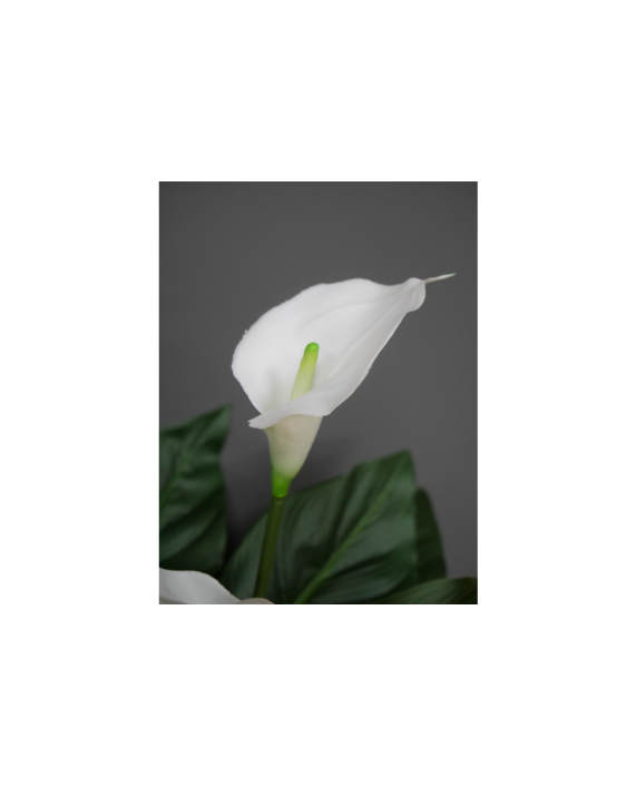 Gėlė "White Lily"