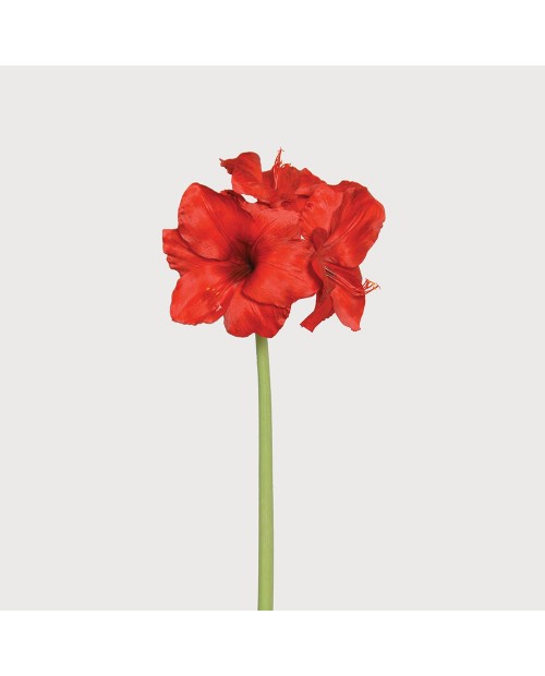 Gėlė "Red Amaryllis Giant"
