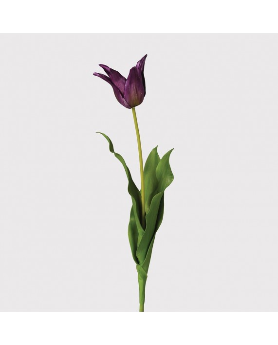 Gelė "Purple Lily"