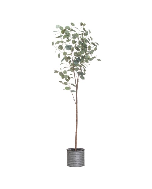 Dirbtinis augalas "Eucalyptus L"
